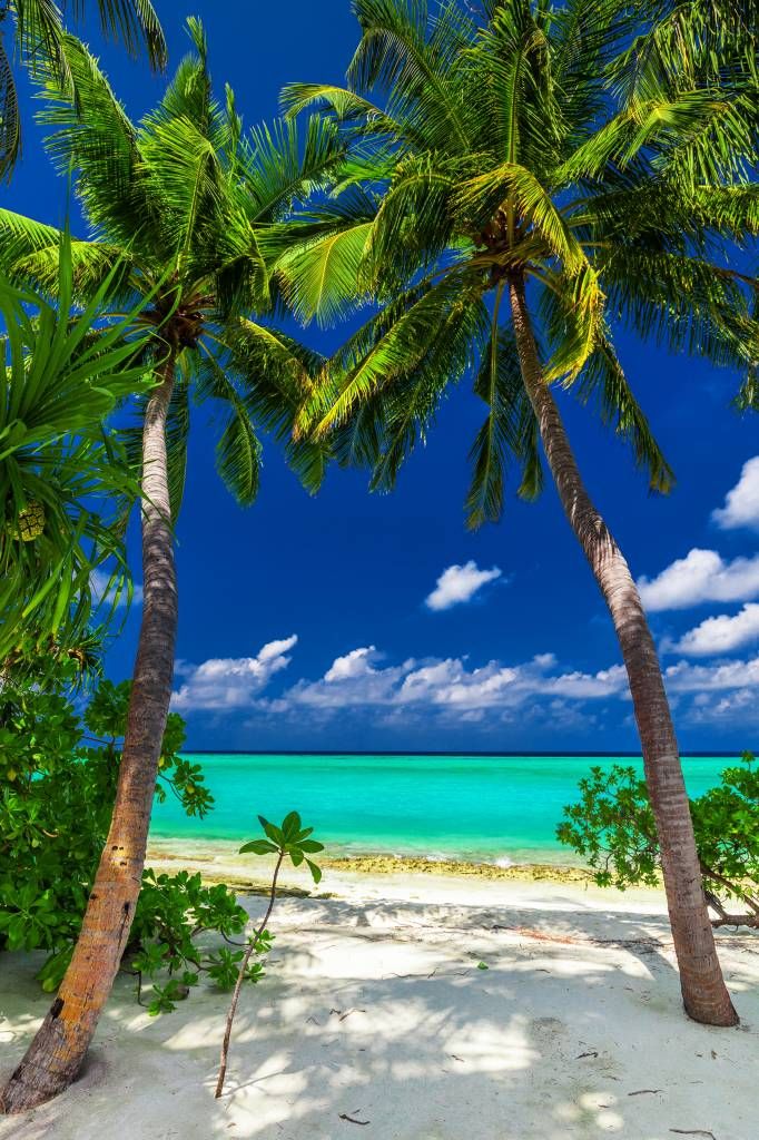 Palmbomen op een eiland
