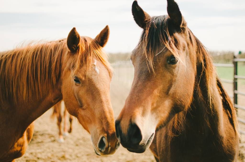 Twee paarden