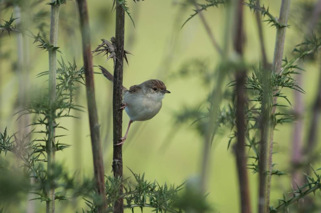 Vogel op een tak