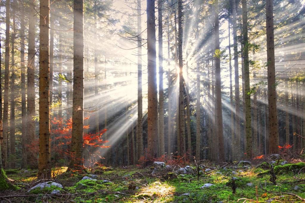 Zonnestralen in de herfst