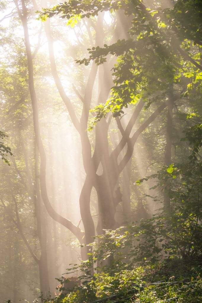 Kronkelende boom in het bos