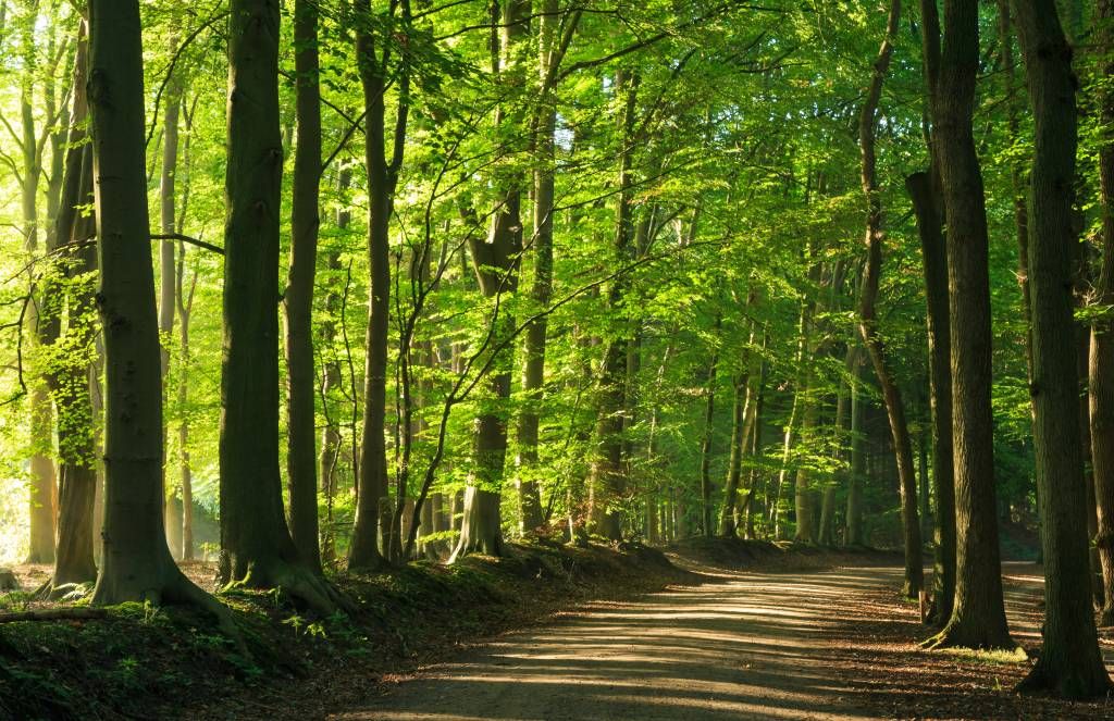 Zonnige weg door een bos