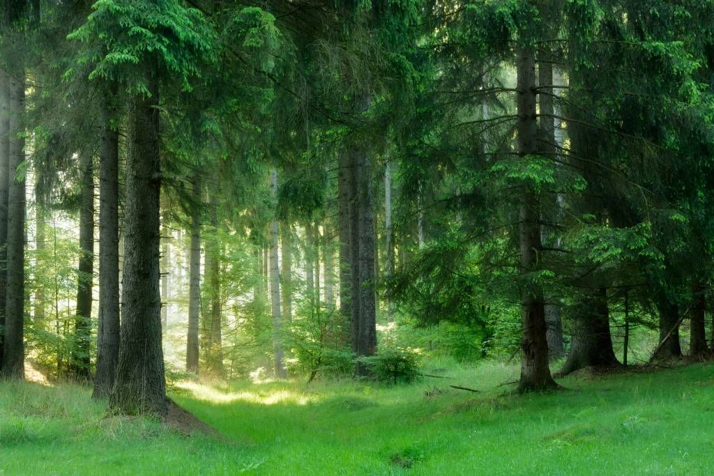 Groen naaldbomen bos
