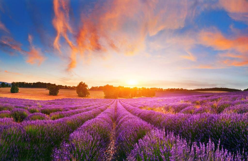 Lavendel Veld op fotobehang