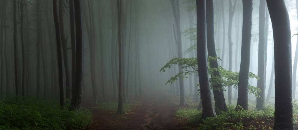 Mistig bos panorama