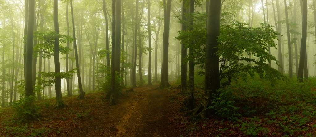 Pad door mistig groen bos