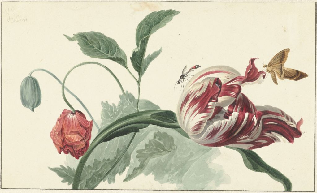 Tulp en een papaver, Willem van Leen