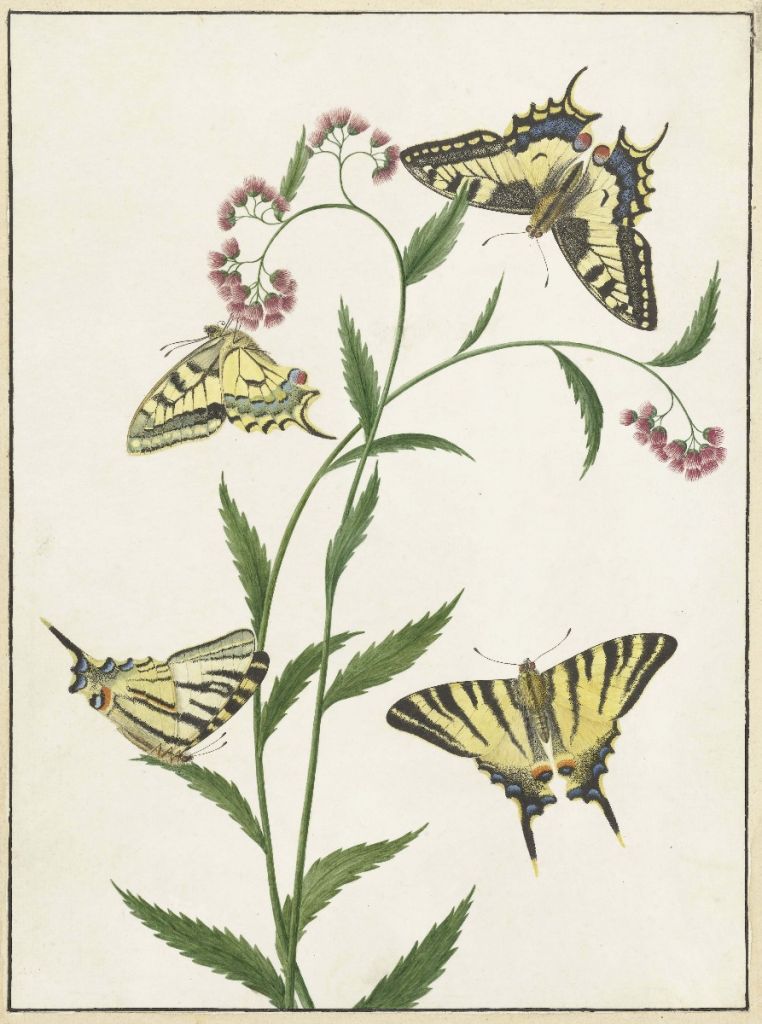 Vier vlinders op bloemen, Paulus Knogh