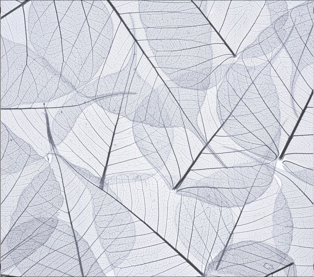 Skelet bladeren - Outlet - 425 x 375 cm