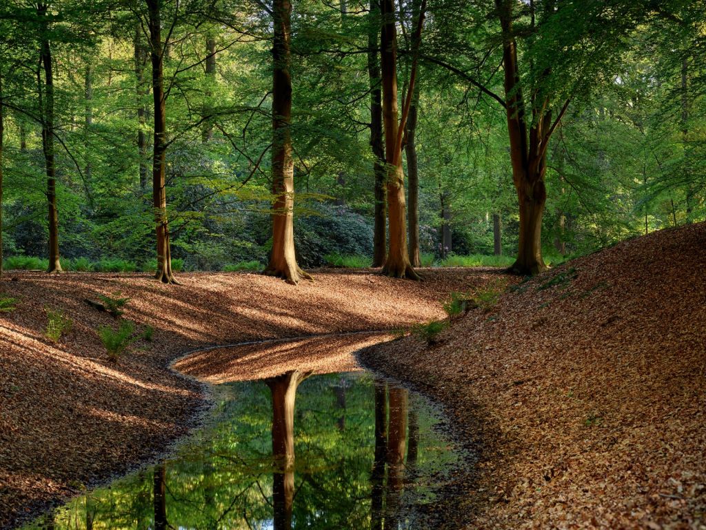 Beekje in het bos 