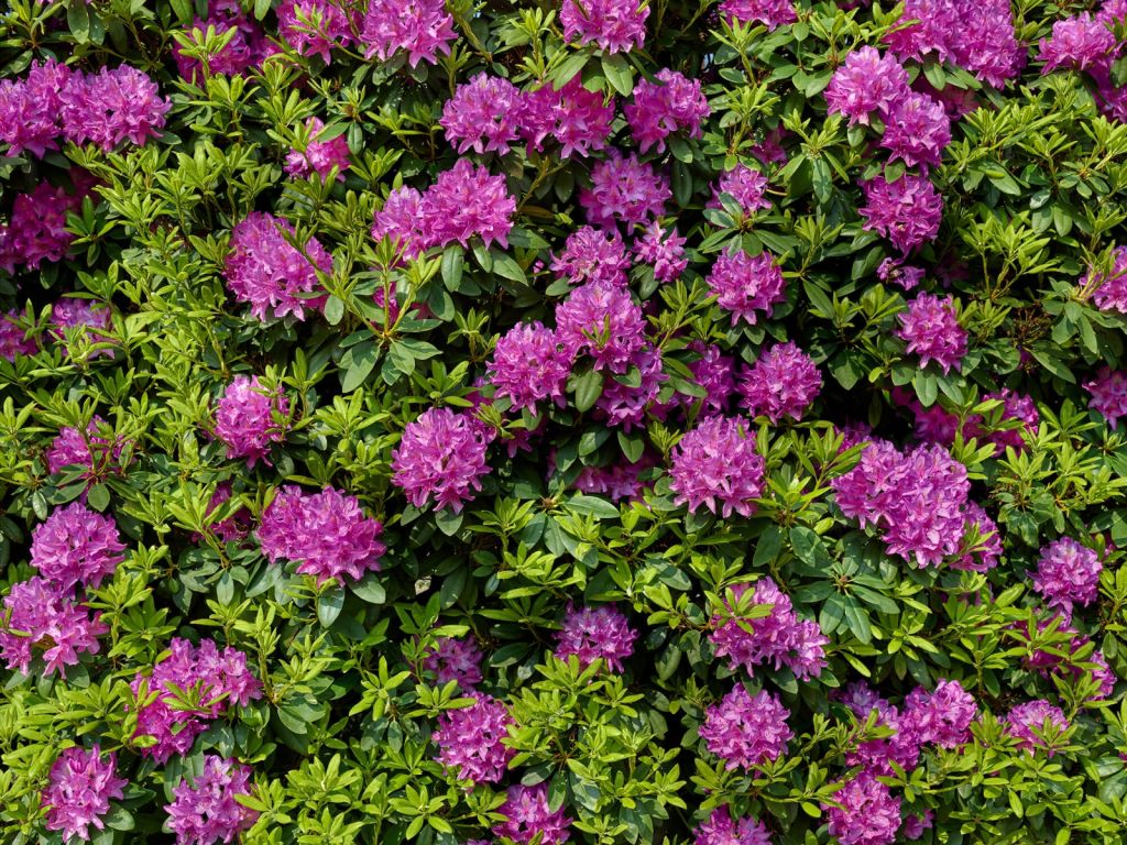 Rododendrons 