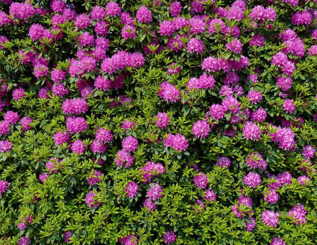 Grote muur van Rhododendrons 
