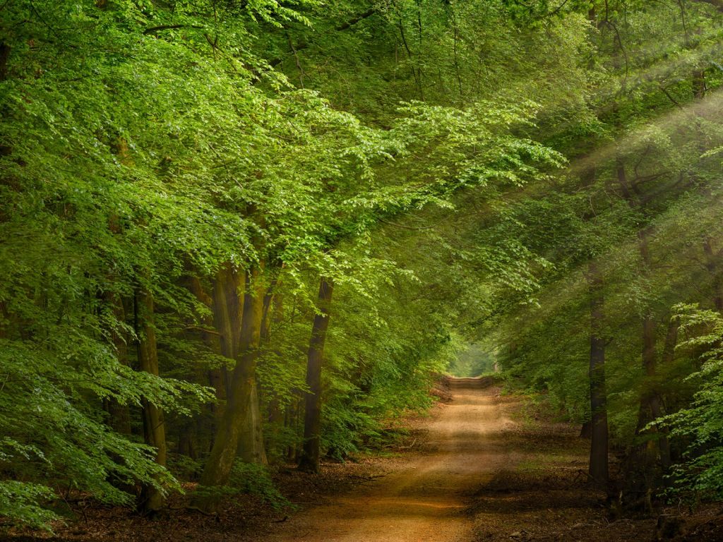 Pad in bos met zonnestralen 