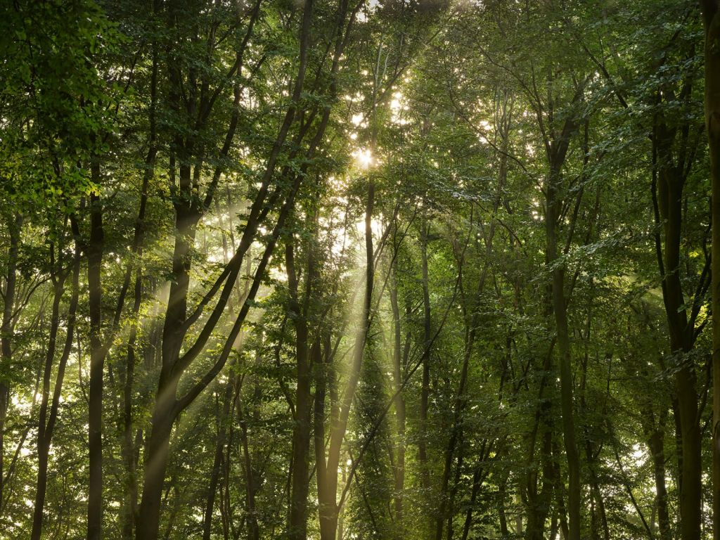 Zonnestralen in het bos