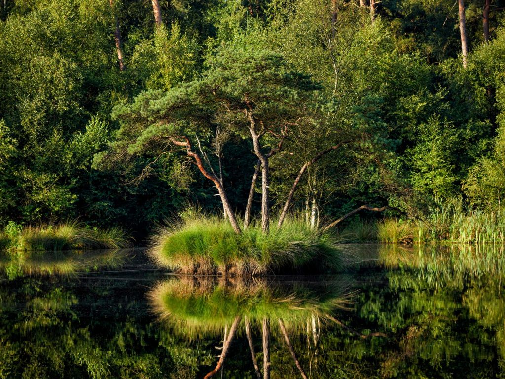 Eilandje in bosmeer