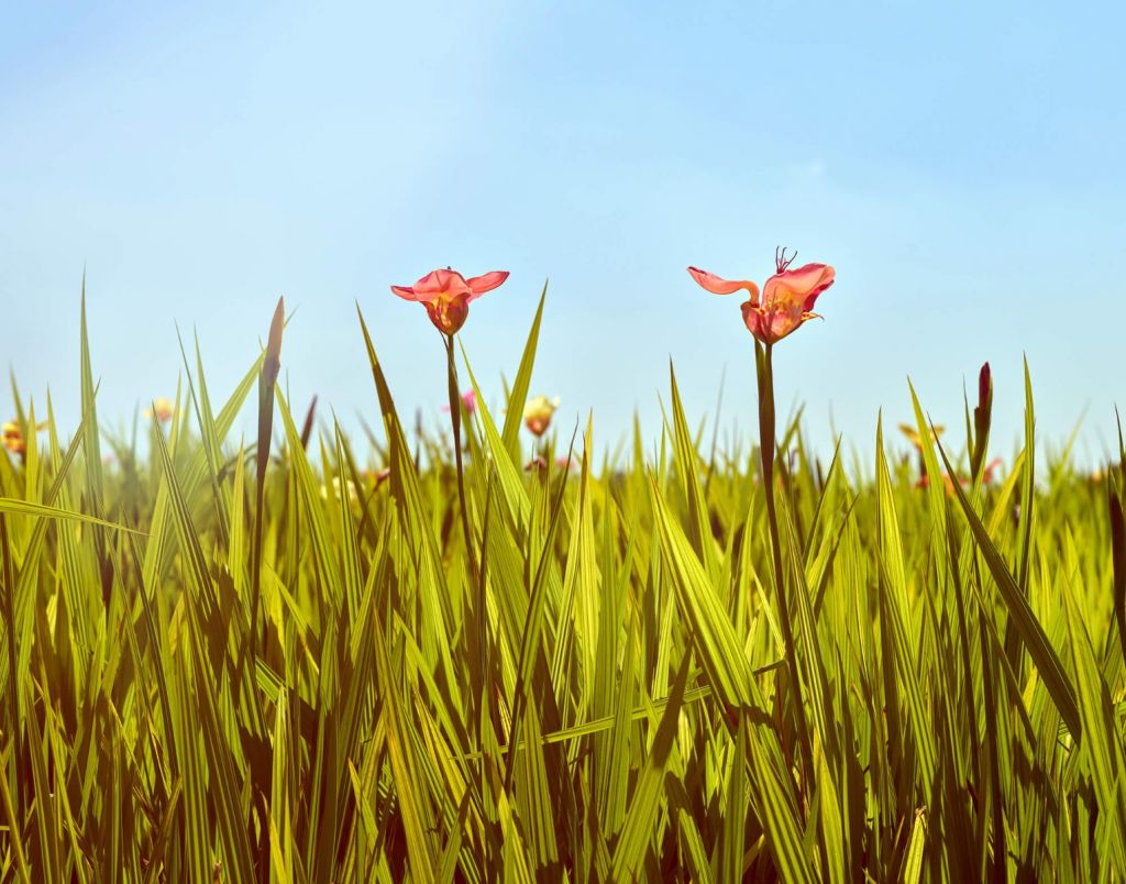 Bloemenveld