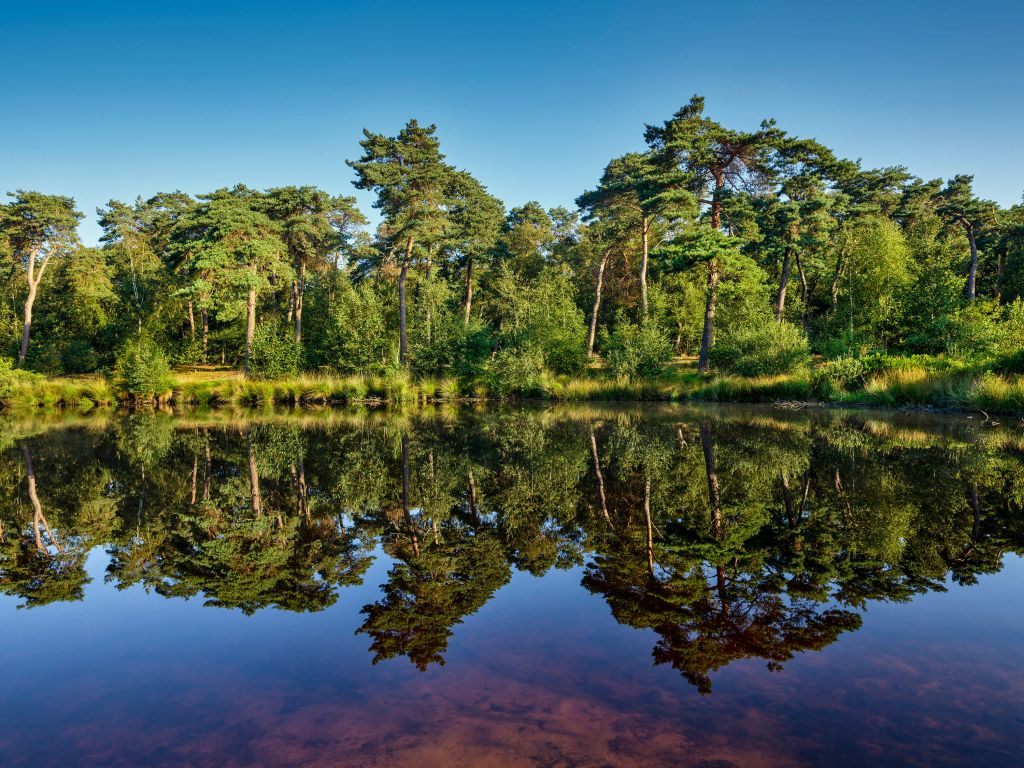 Weerspiegeling in bosven