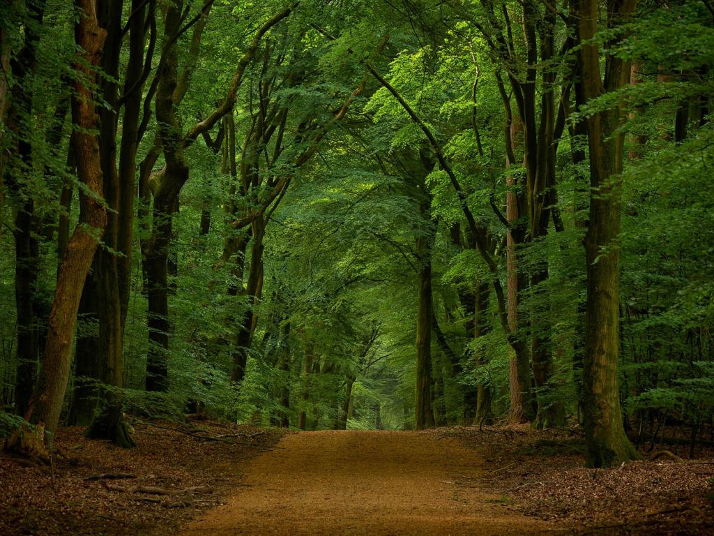 Weg door het bos