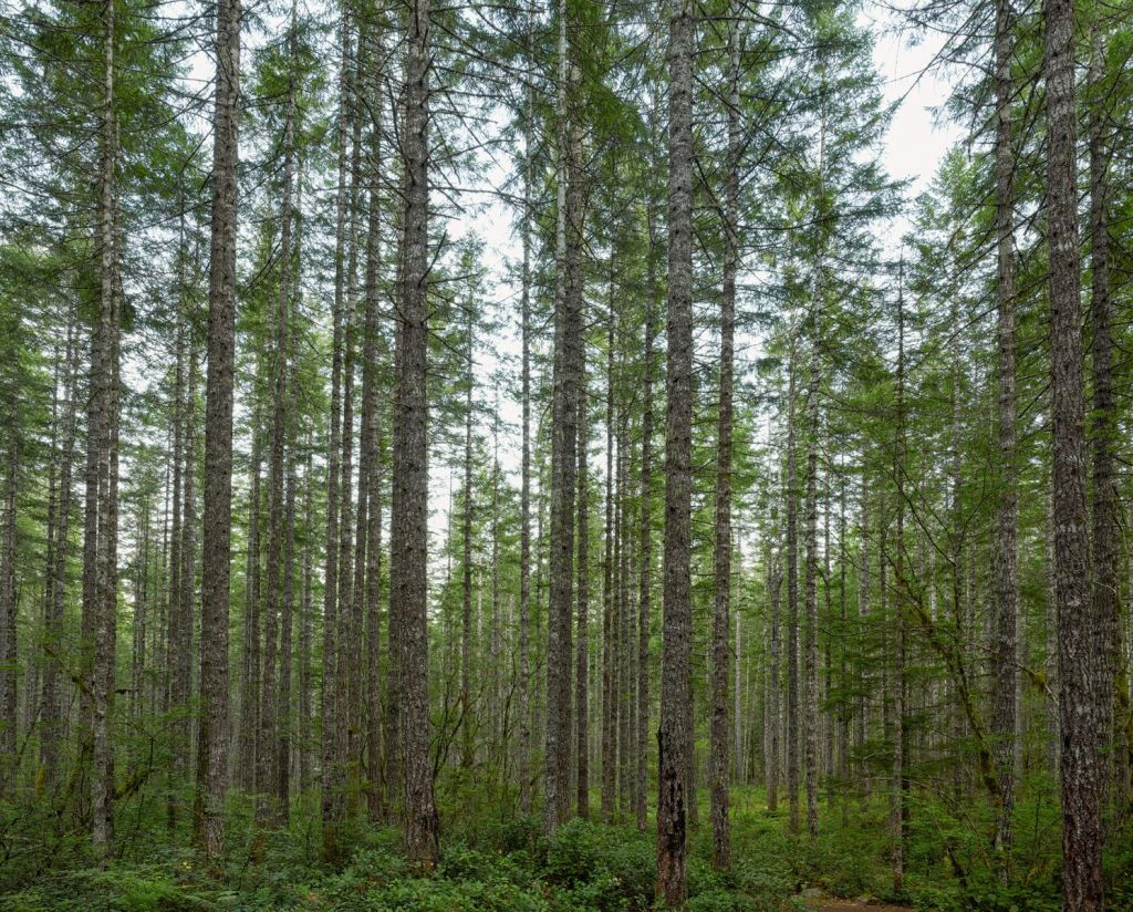 Hoge rechte bomen