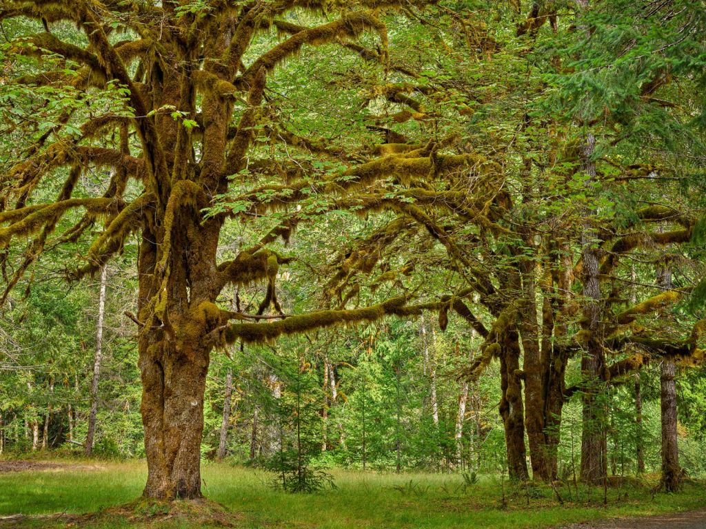Twee oude bomen 