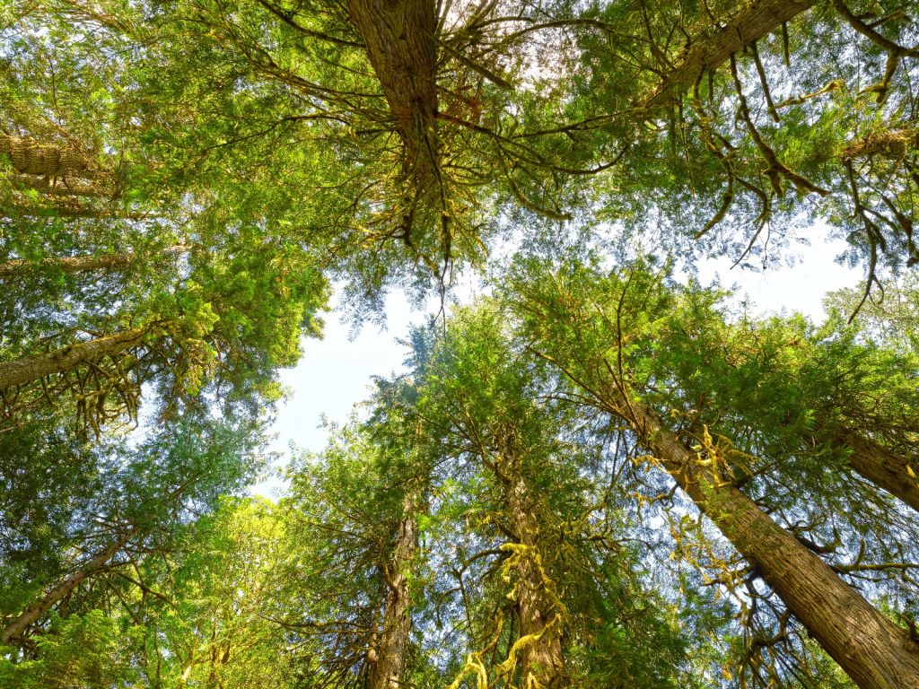 Bomen en bladeren 