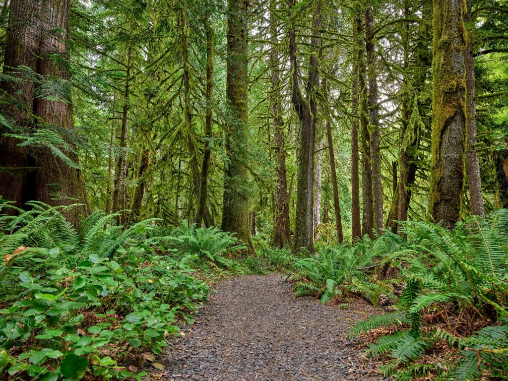 Pad met steentjes door het bos 