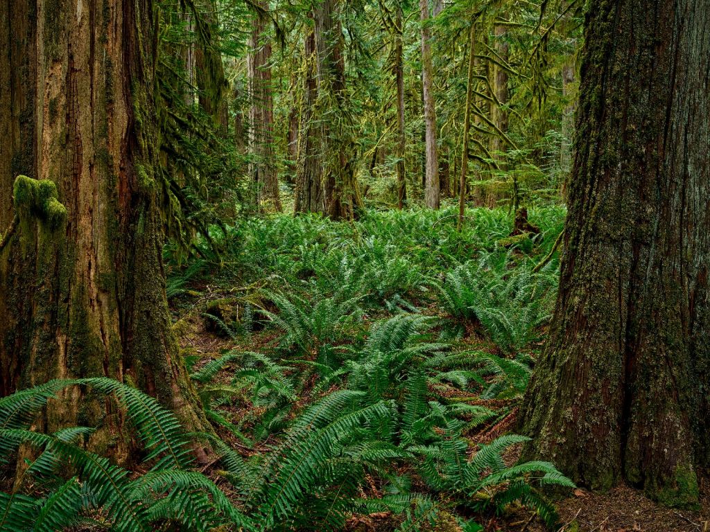 Varens en bomen 