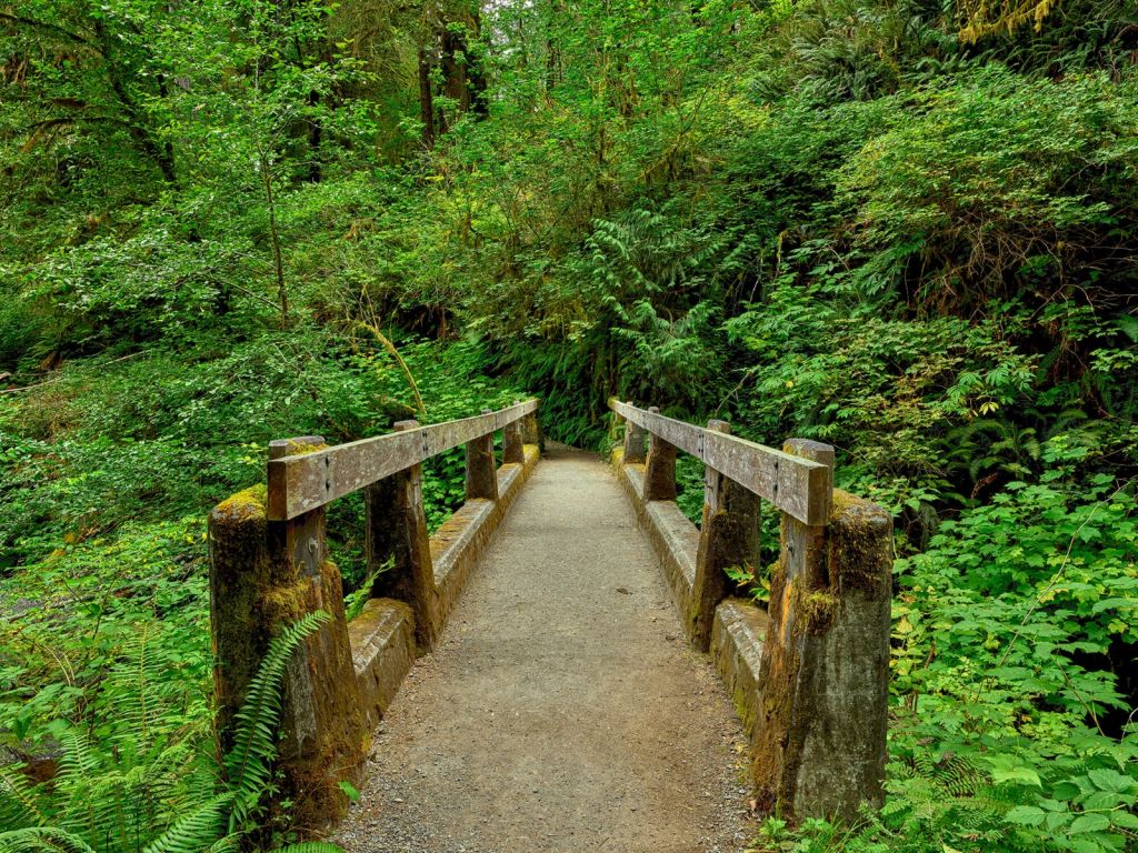 Brug in het bos