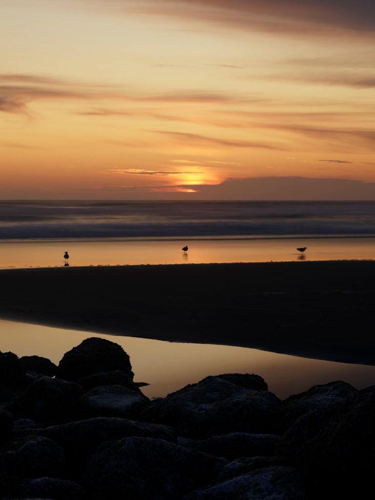 Vogels bij zonsondergang
