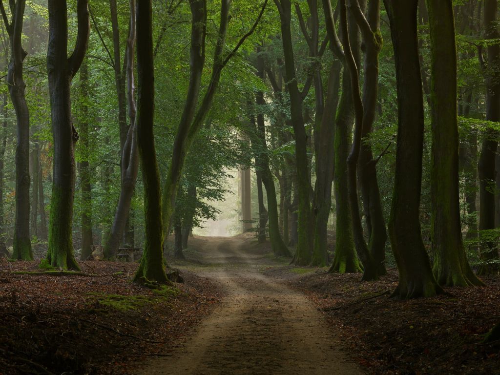 Zandpad in het bos