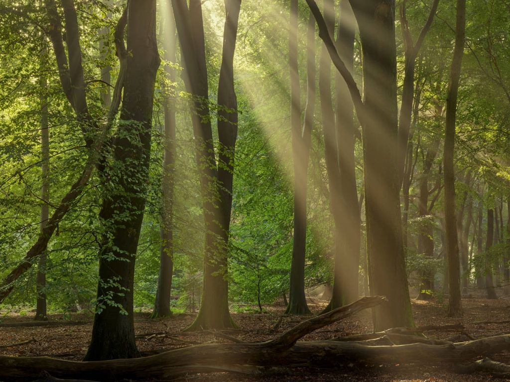 Zonneharpen in het bos