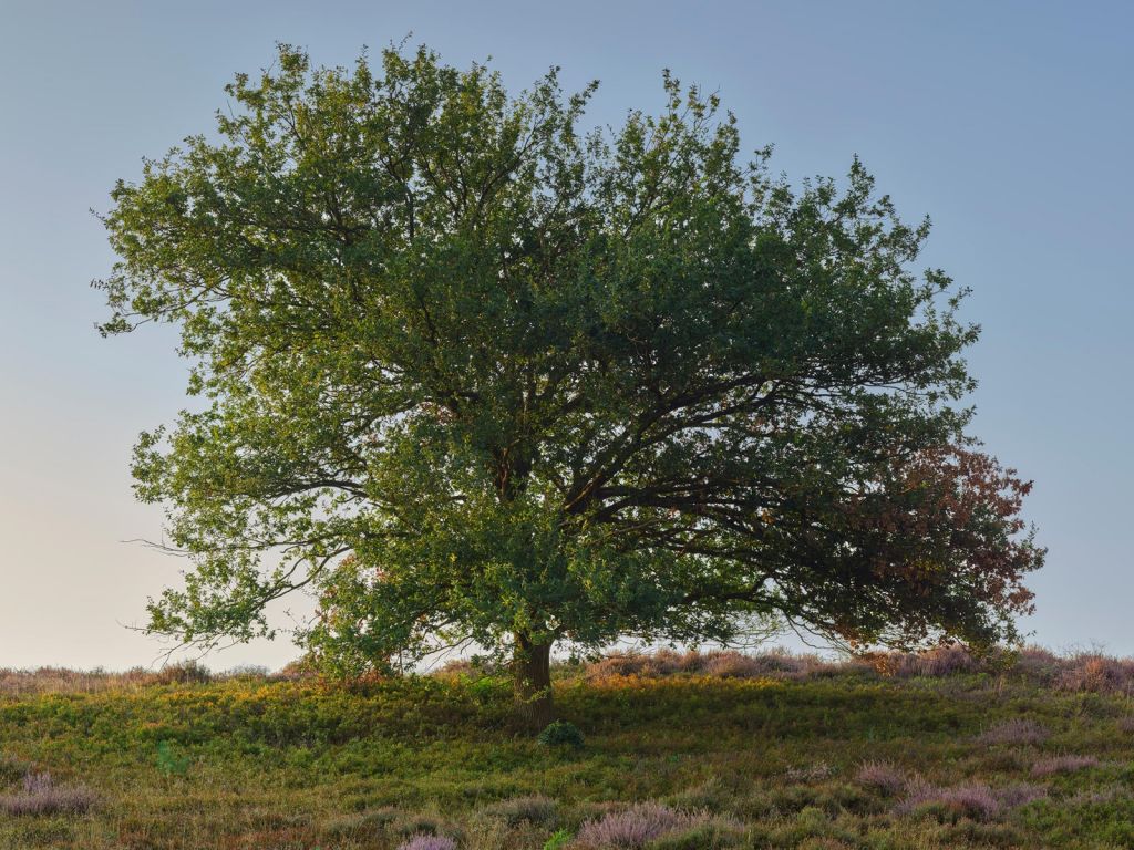 Eenzame boom op de heide