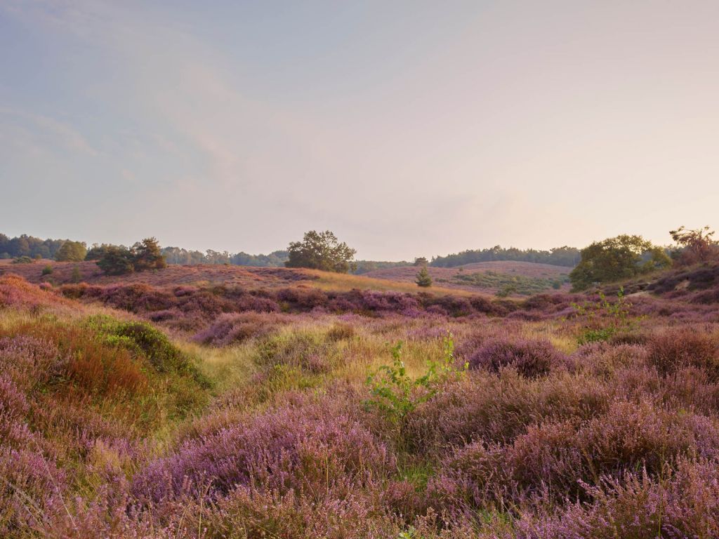 Heide bij zonsopgang