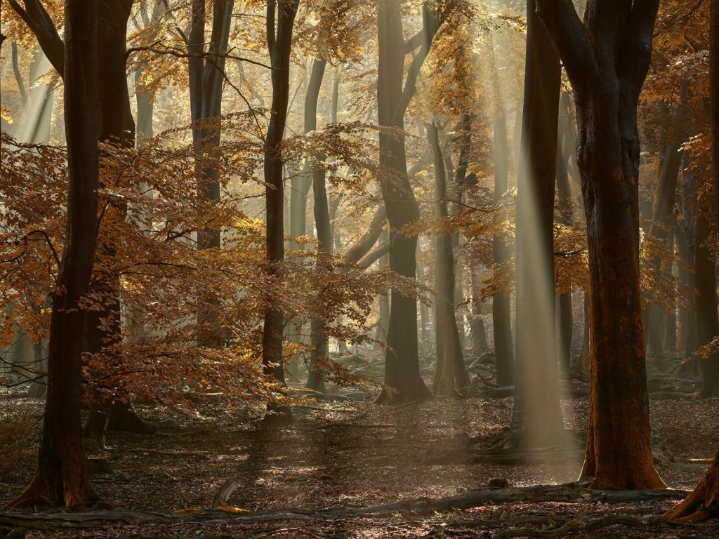 Herfstkleuren in het bos