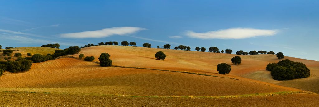 Bomen in Spaans landschap