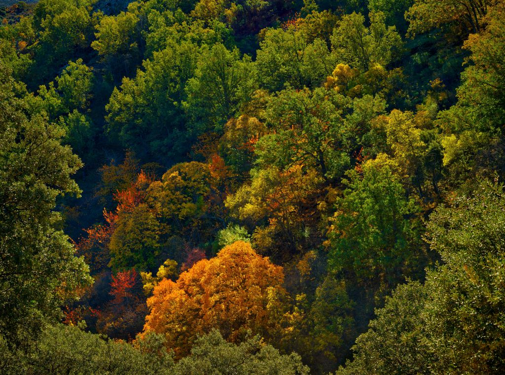 Herfstkleuren op een berg
