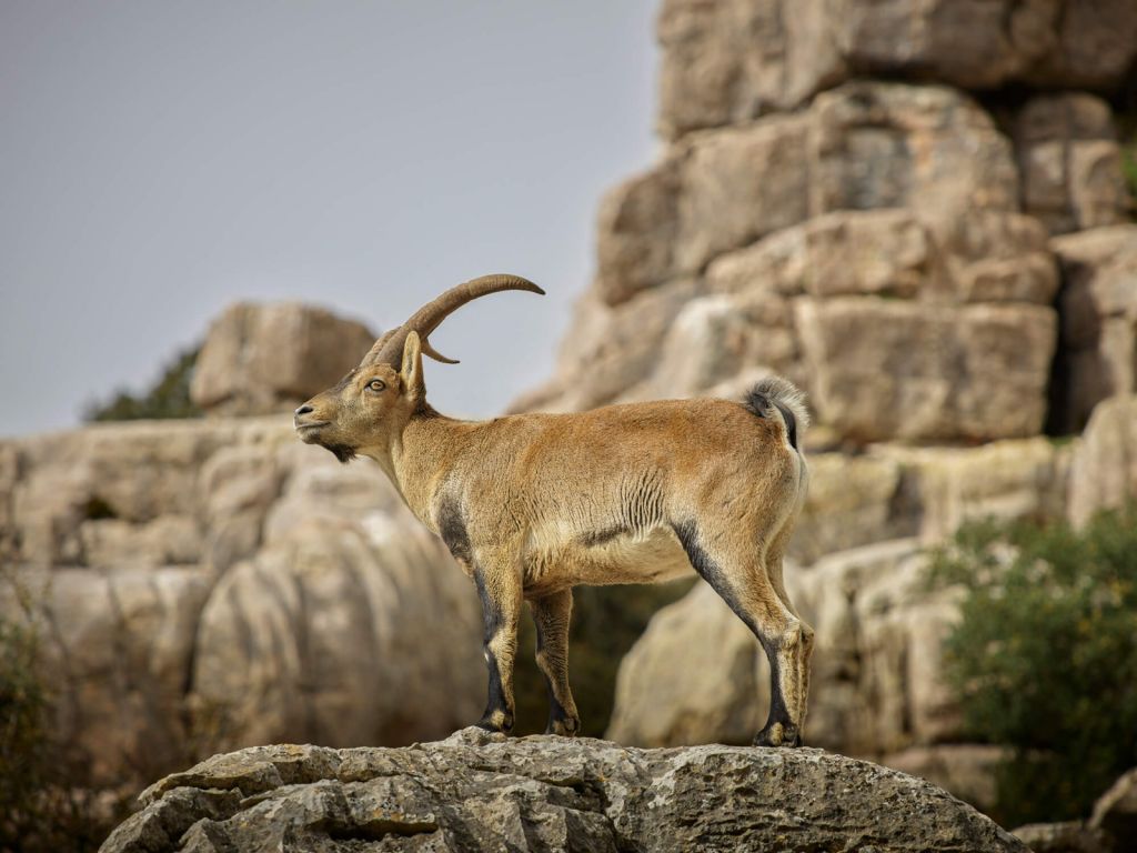 Steenbok