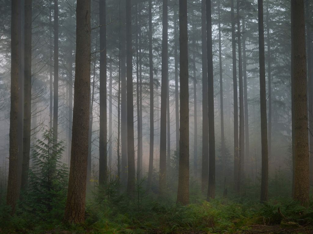 Mistig groen bos