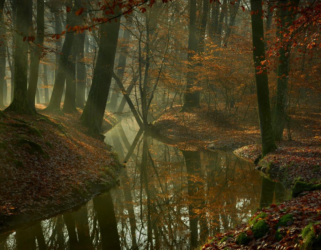 Beek door het bos