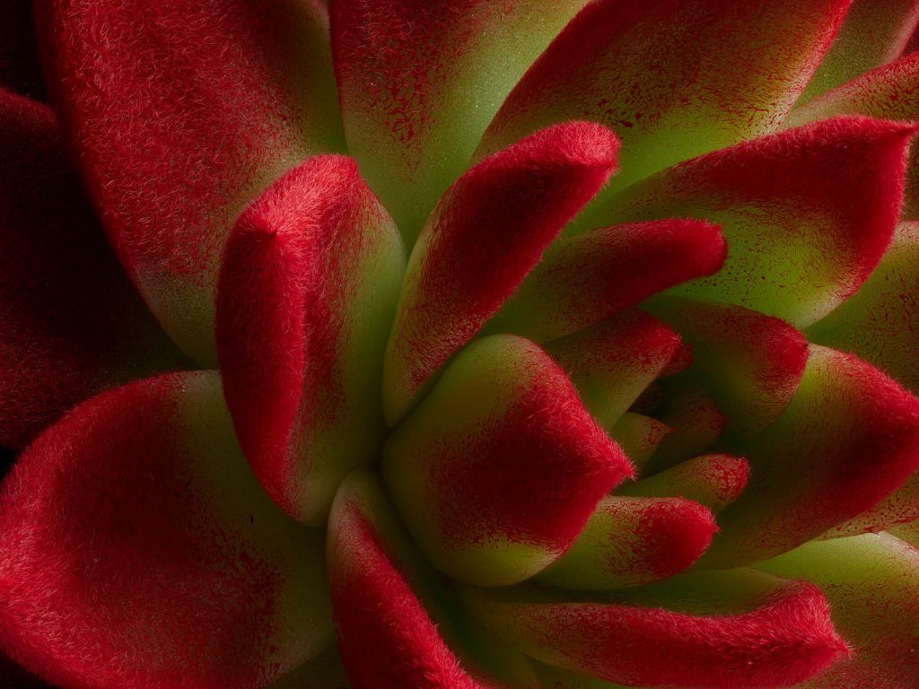 Rode cactus