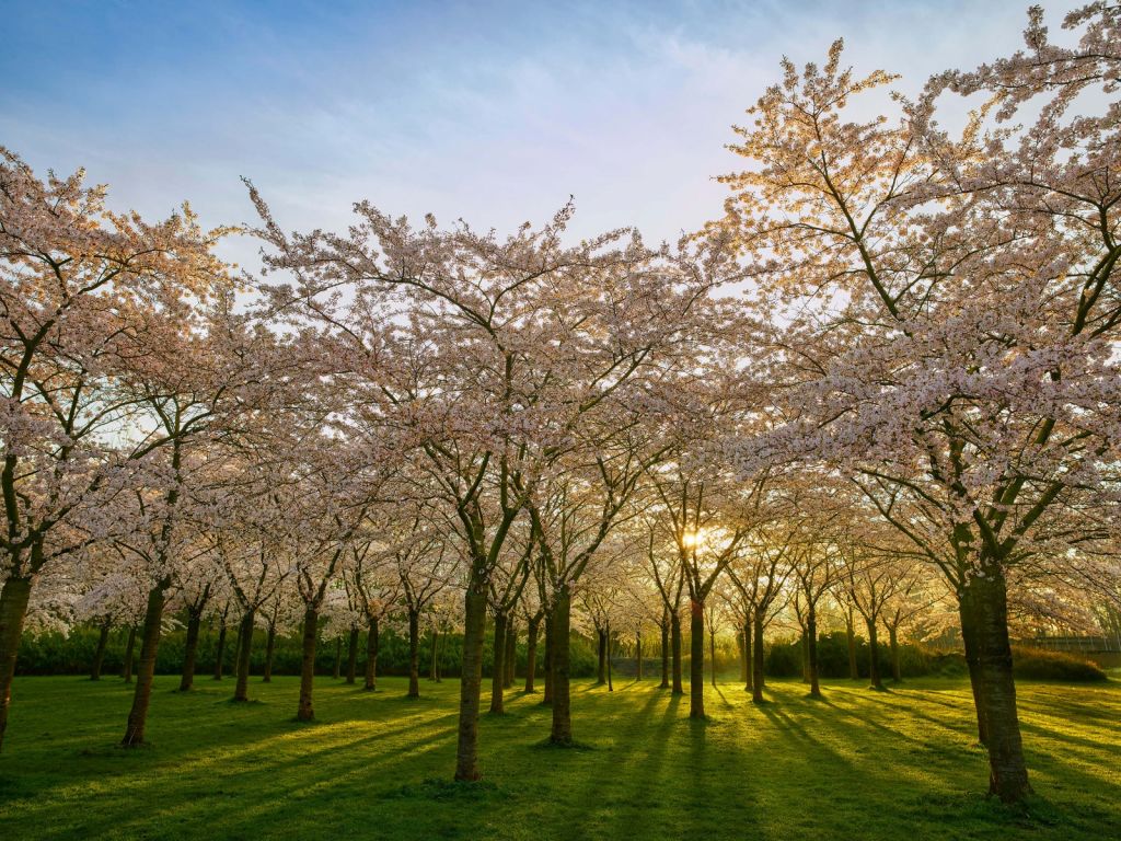 Bloeiende bloesem bomen