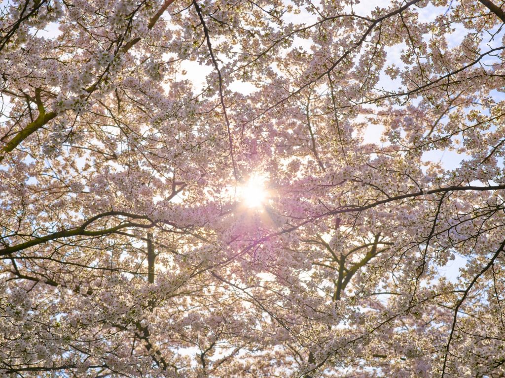 Bloesem in de zon