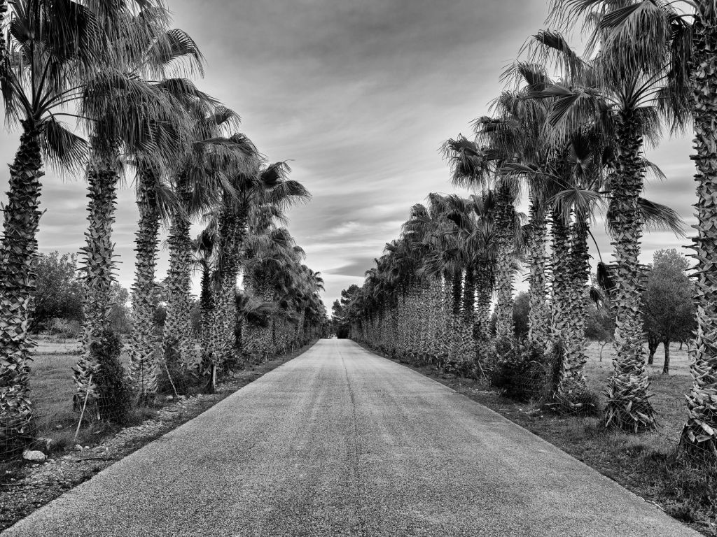 Straat met palmbomen