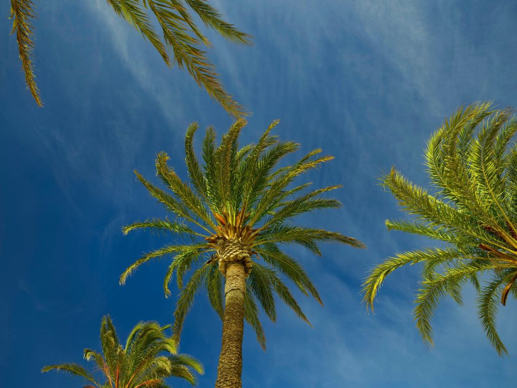 Palmbomen in de wind