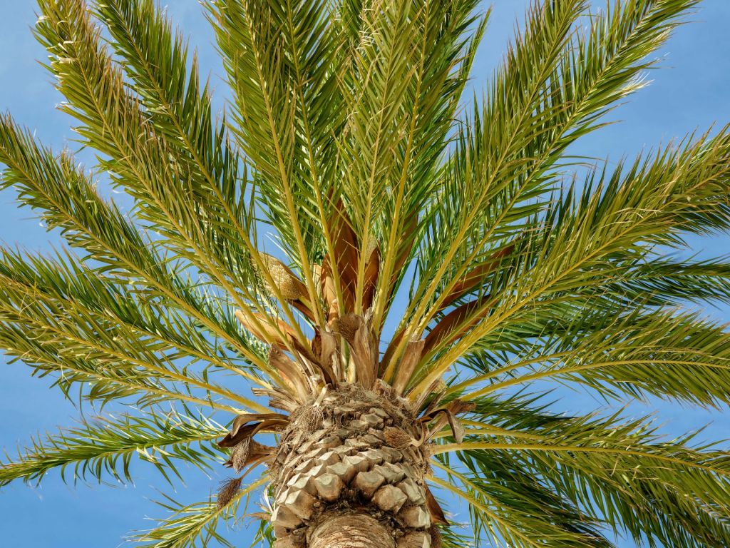Tropische palmboom