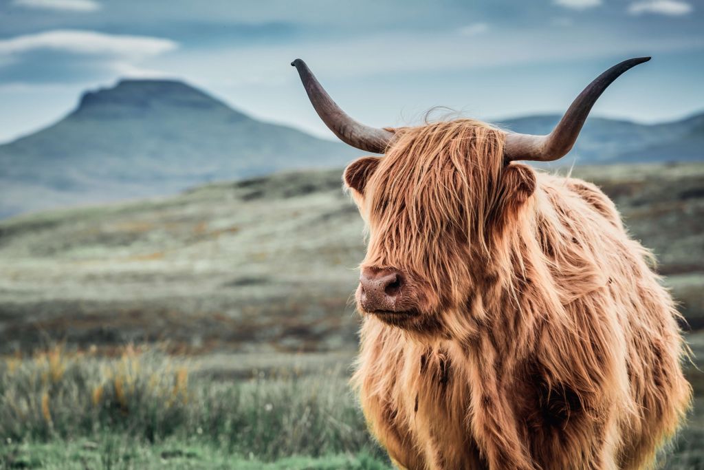 Schotse hooglander in de heuvels