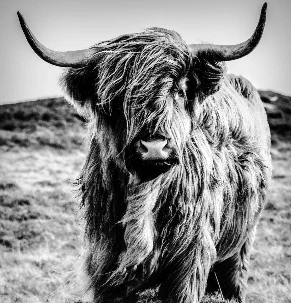 Schotse hooglander in zwart-wit