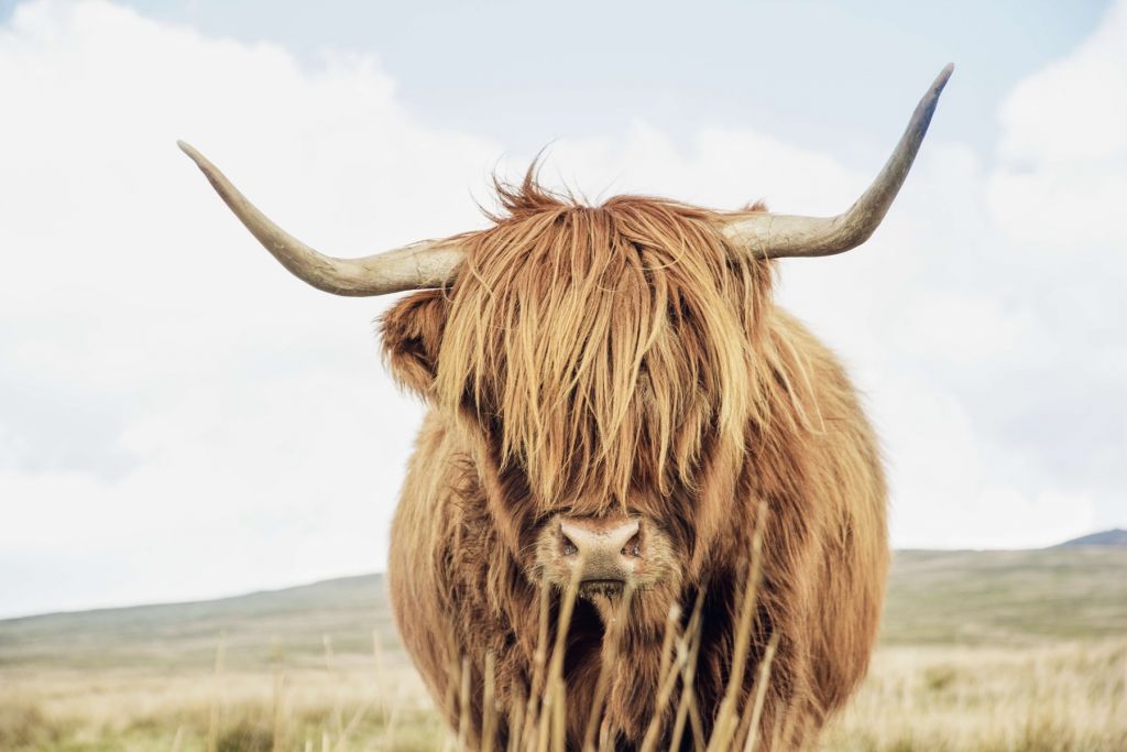 Close-up van een Schotse hooglander