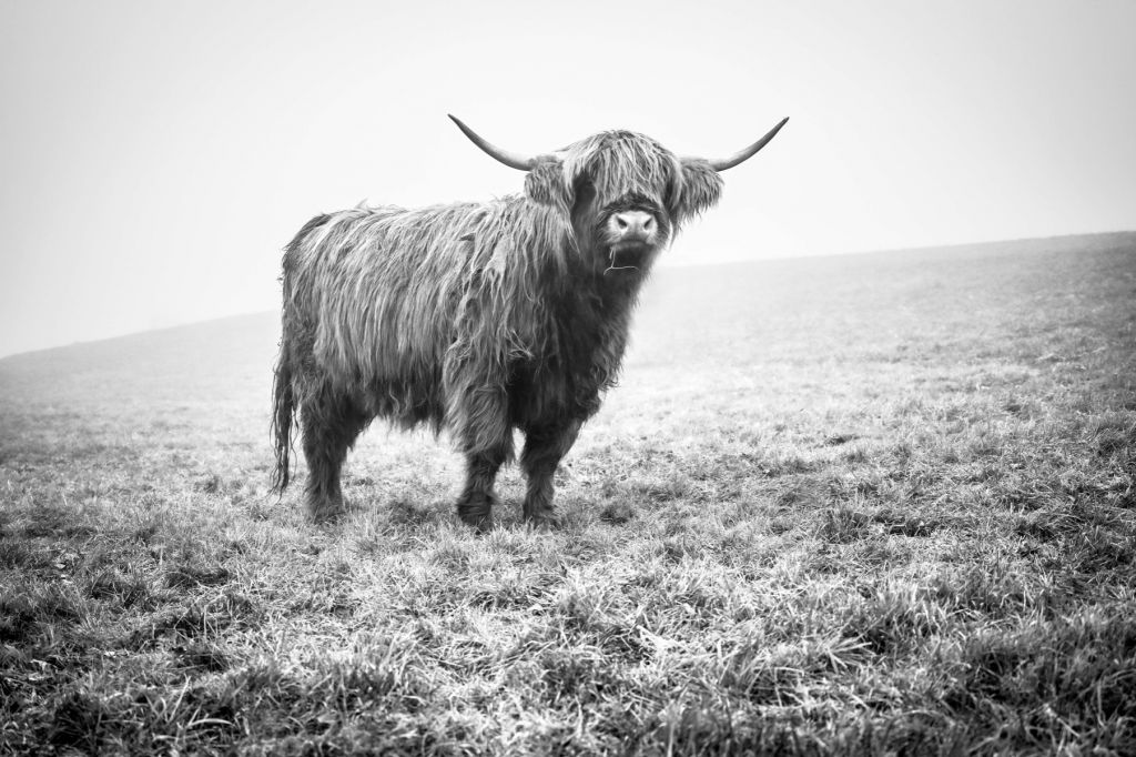 Schotse hooglander in het gras