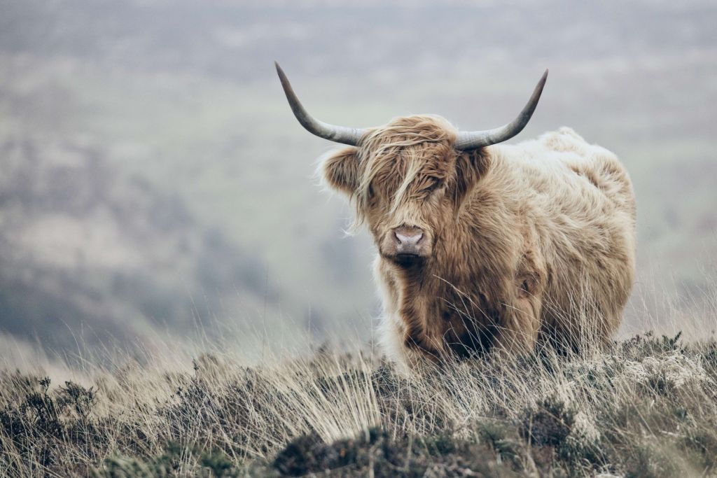 Schotse hooglander in de natuur